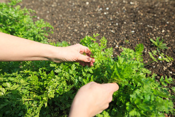 Naklejka na ściany i meble Senior woman hands cutting some spring, fresh parsley at her huge garden