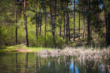 Obraz premium Small lake in forest during sunny day