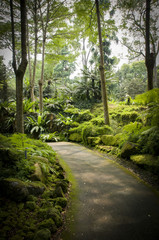 Obraz premium Path through the trees in Singapore