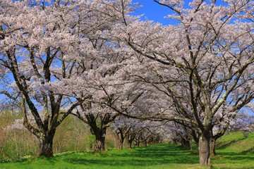 Obraz premium 雫石園地の桜並木