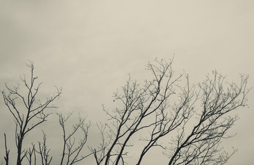 Fototapeta na wymiar Tree Branches on Cloudy Sky