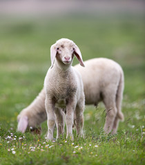 Obraz premium Lambs grazing on meadow