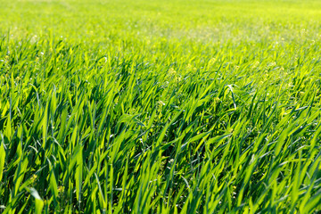 Background of green grass at sunrise