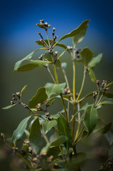 Obraz premium Shrub in Boondall wetlands