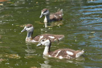 Nilgänse am See