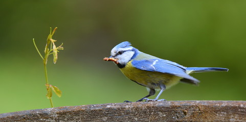 Blaumeise