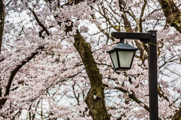 lamppost and beautiful sakura blossom tree
