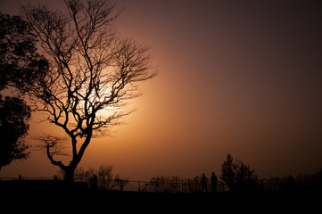 Fototapeta na wymiar Sun behind the tree