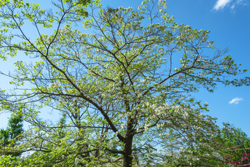 Spring park - 春の公園
