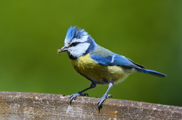 Blaumeise