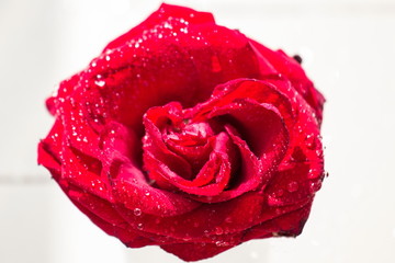 Rosa rossa con rugiada