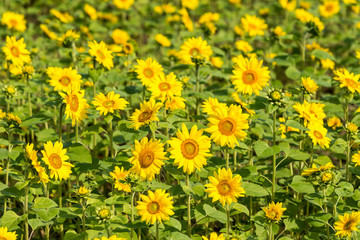 Fototapeta premium ひまわり畑