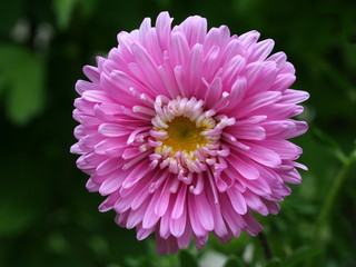 Detail einer Asterblüte