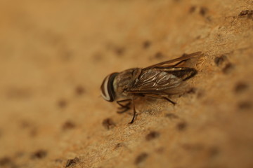 Macro shot of the Fly