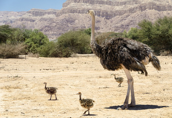 Female of African ostrich (Struthio camelus) with young chicks in nature reserve park, 35 km north of Eilat, Israel

