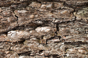 Tree bark texture