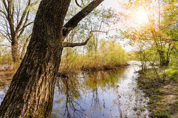 Nice and quiet spring day close to the Dnieper river. Young green leaves are growing on the trees under a tepid sun