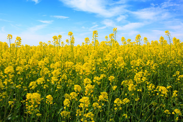 Rape field and blue sky.