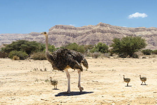 Female of African ostrich (Struthio camelus) with young chicks in nature reserve park, 35 km north of Eilat, Israel

