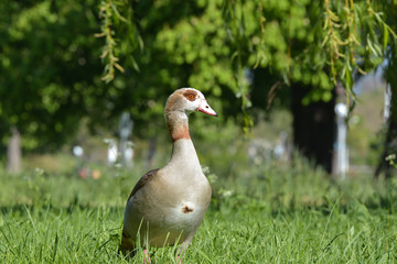 Nilgänse am See