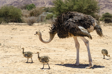 Female of African ostrich (Struthio camelus) with young chicks in nature reserve park, 35 km north of Eilat, Israel