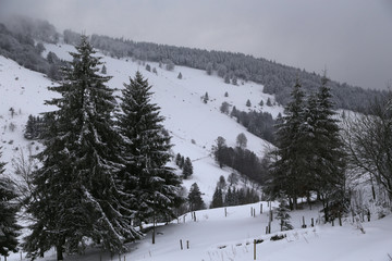 verschneite landschaft im schwarzwald