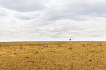 Obraz premium zebras grazing in savannah at africa
