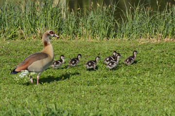 Nilgänse am See