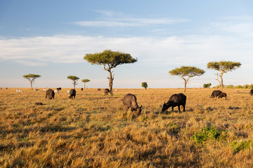buffalo bulls grazing in savannah at africa