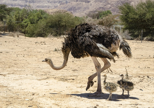Female of African ostrich (Struthio camelus) with young chicks in nature reserve park, 35 km north of Eilat, Israel
