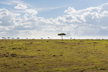 landscape with acacia trees in savannah at africa