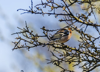 Chaffinch