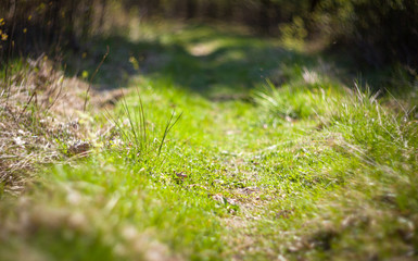 Fototapeta premium Grass path in spring forest shallow depth of field