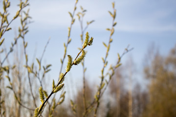 Alder Blooms