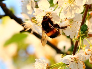 Dunkle Erdhummel
