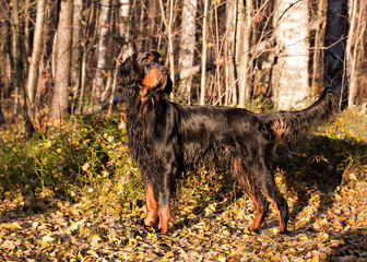 Gordon Setter hunting dog standing in the front in the autumn forest