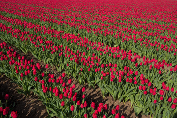 Tulpen auf Tulpenfeld bei Schwaneberg in der Börde in Sachsen-Anhalt
