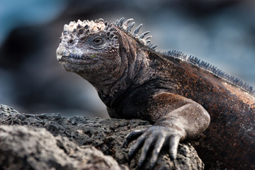 Fototapeta premium Marine iguana. The Galapagos marine iguana. Inhabiting exclusively the Galapagos Islands