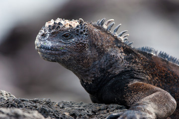 Marine iguana. The Galapagos marine iguana. Inhabiting exclusively the Galapagos Islands