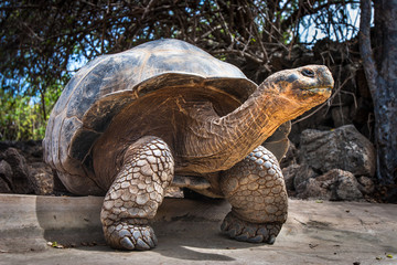 Ivory Turtle. The Galapagos tortoise. The Galapagos Islands. Ecuador.