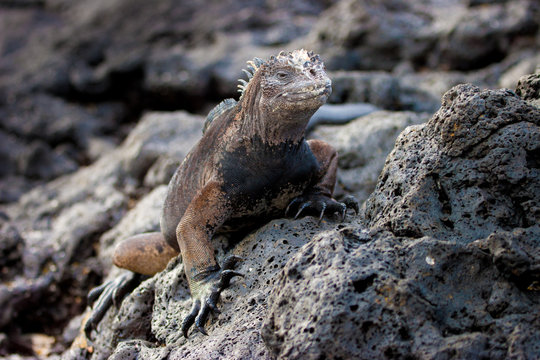 Marine iguana. Galapagos Islands