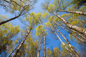 Bottom view of spring trees in forest or park