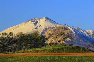 為内の一本桜