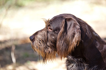 portrait of a dog breed drathaar in nature