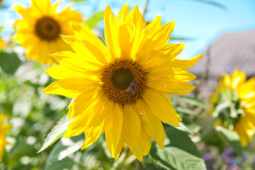 Flower of sunflower against the blue sky with a fly inside