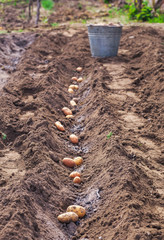 Planting potatoes in the spring for harvest.