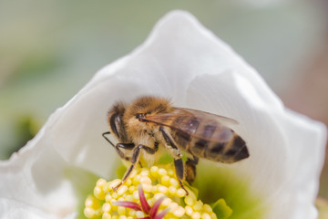 Honey bee collects pollen from flowers blossoming in Hellebore or hellebores, winter rose, Christmas and Lenten rose