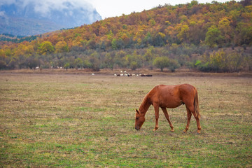 Horse graze near the mountain in the pasture in the autumn.