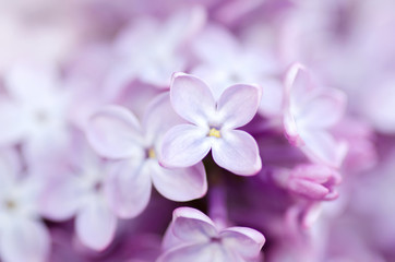 Fototapeta na wymiar Lilac macro photo