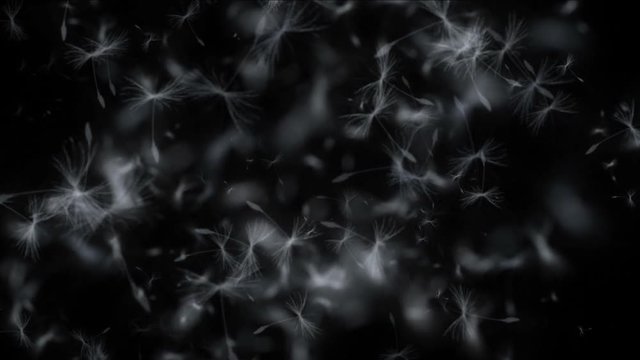 4k Flying dandelion catkins particle background.
